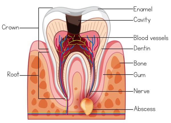 anatomy of tooth