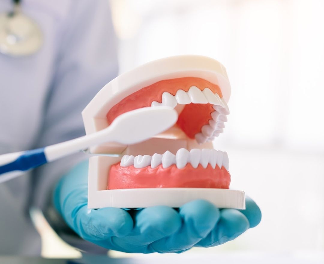 dentist holdign model of dentures dentist holdign model of dentures